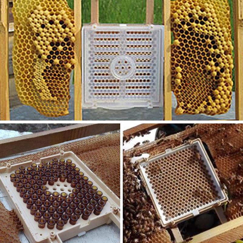 JENTER Queen Rearing Kit