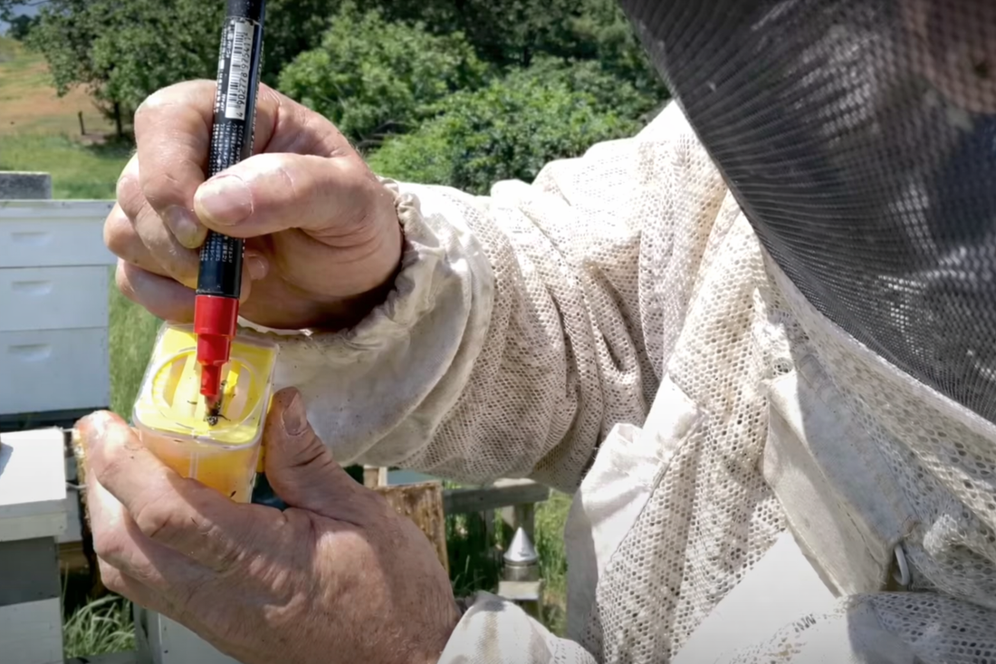Why Beekeepers Mark Their Queen Bees: A Complete Guide