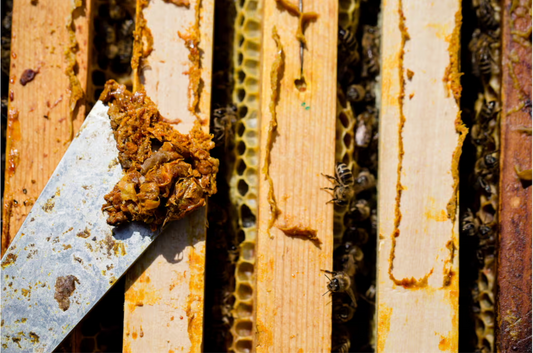 Propolis: Nature's Powerful Bee Resin - Uses, Harvesting & Products