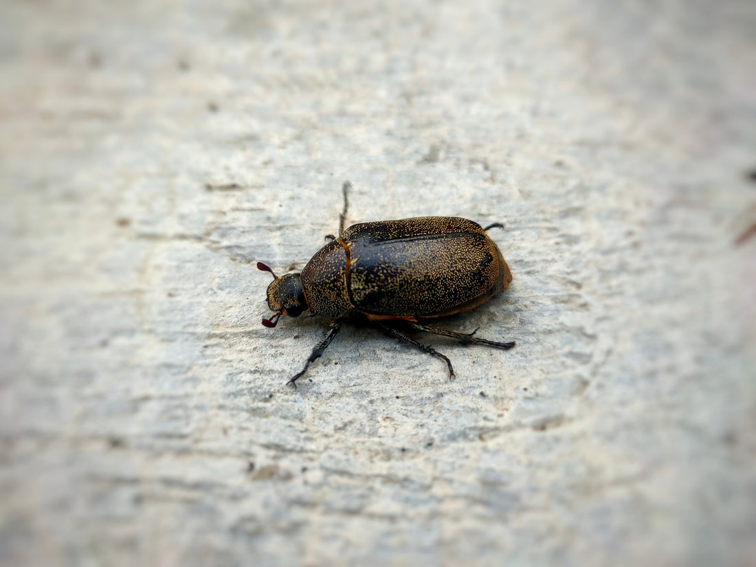 Small Hive Beetle: Identification, Prevention, and Control Strategies