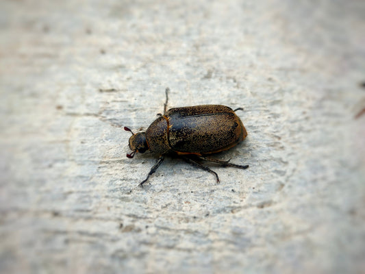 Small Hive Beetle: Identification, Prevention, and Control Strategies
