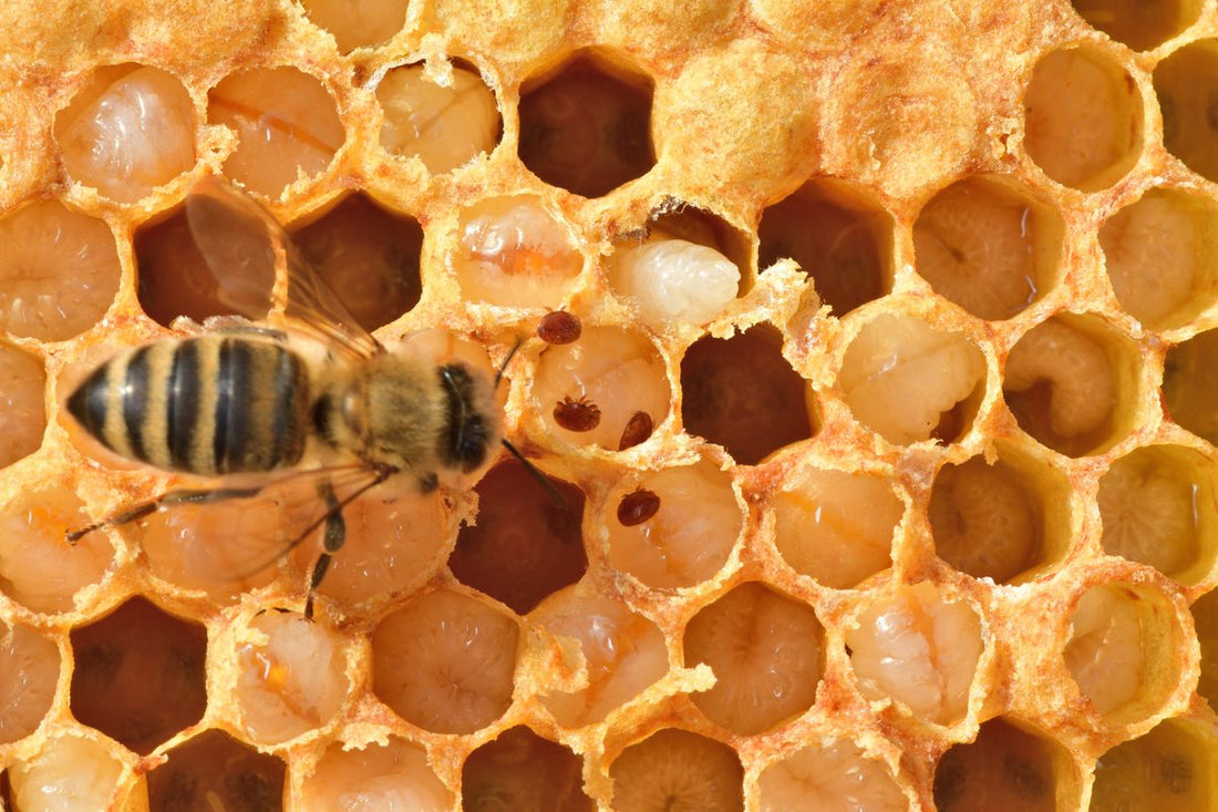 A varroa mite on a honey bee brood frame, with a worker bee on the comb