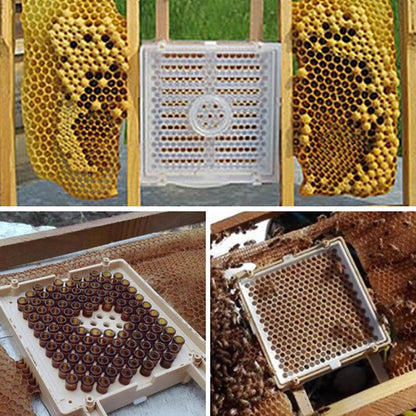 JENTER Queen Rearing Kit