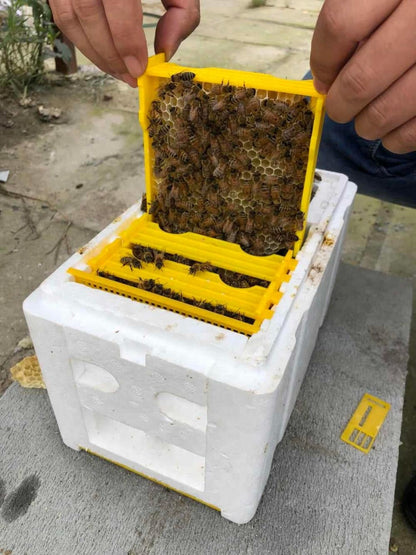 Queen rearing Hive mini mating nuc beehive nucleus
