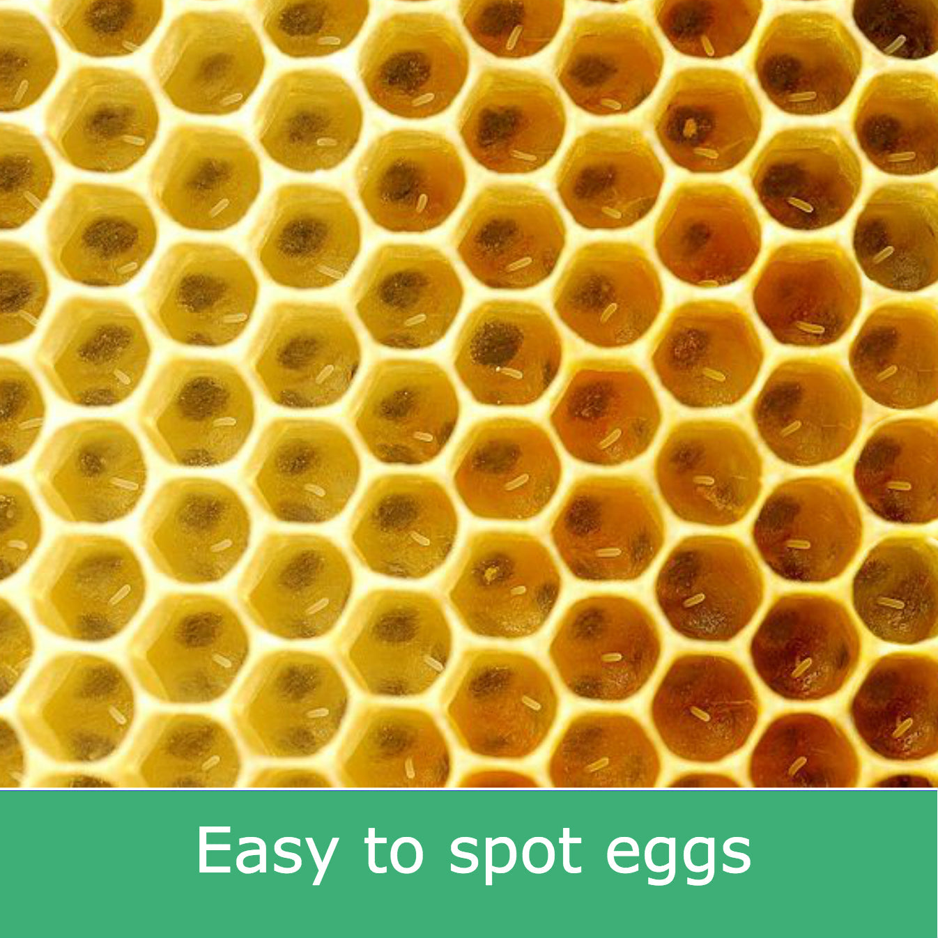 Plastic Beekeeping Foundation - DEEP - Yellow Color