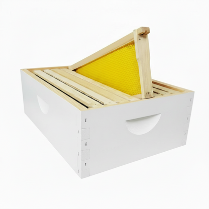 8 Frame Size MEDIUM Assembled, Wax Dipped, Painted Boxes and 8 Assembled Medium Frames With Plastic Foundation